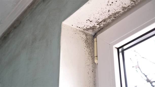 Professional Mold Removal in Bath, PA