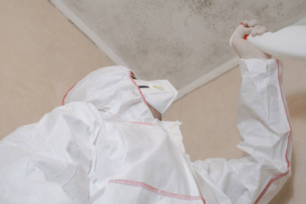 Professional Mold Removal in Bath, PA