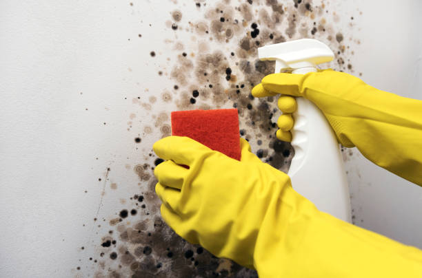 Best Attic Mold Removal  in Bath, PA